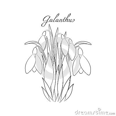 The snowdrops Galanthus black and white illustration Vector Illustration