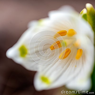 snowdrops are harbingers of spring, snowdrops are popular ornamental plants, spring Stock Photo