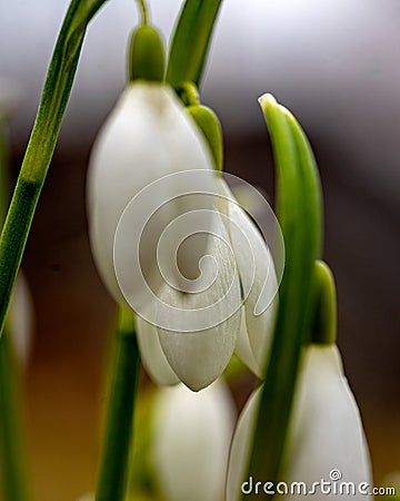 snowdrops are harbingers of spring, snowdrops are popular ornamental plants, spring Stock Photo