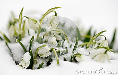 Snowdrops Stock Photo