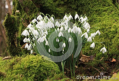 Snowdrops and Moss Stock Photo