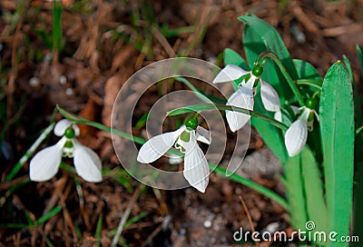 Snowdrops primroses grow in a group in a forest glade in March Stock Photo