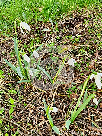 Snowdrops Spring In February flowers garden Stock Photo