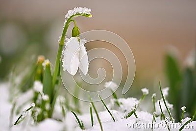 Snowdrops spring flowers. Beautifully blooming in the grass at sunset. Delicate Snowdrop flower is one of the spring symbols. Ama Stock Photo