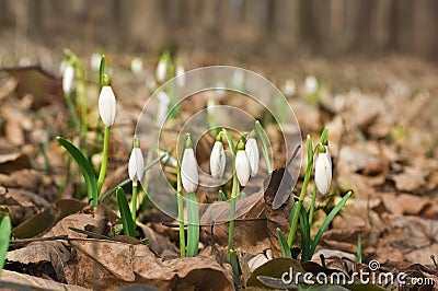 Snowdrops in a spring woods Stock Photo