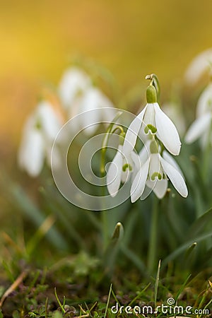 Snowdrops in springtime Stock Photo