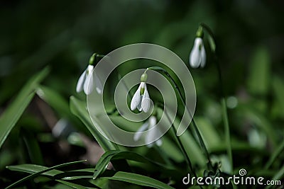 Snowdrops. White flowers snowdrops on a dark green grass. Stock Photo