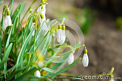 Snowdrops white spring flowers Stock Photo