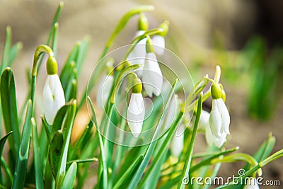 Snowdrops white spring flowers Stock Photo