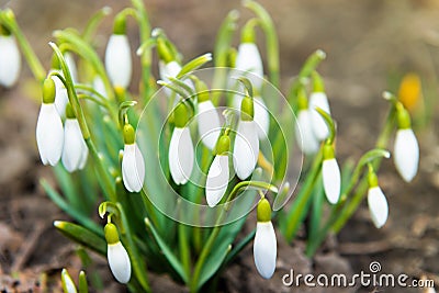 Snowdrops white spring flowers Stock Photo