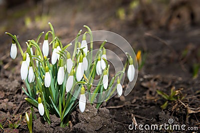 Snowdrops white spring flowers Stock Photo