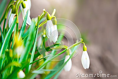 Snowdrops white spring flowers Stock Photo