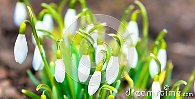 Snowdrops white spring flowers Stock Photo