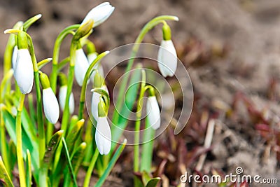 Snowdrops white spring flowers Stock Photo