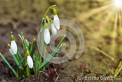 Snowdrops white spring flowers Stock Photo