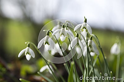 Snowdrops in the winter , Cornwall, UK Stock Photo