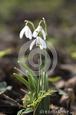 Snowdrops in the winter , Cornwall, UK Stock Photo