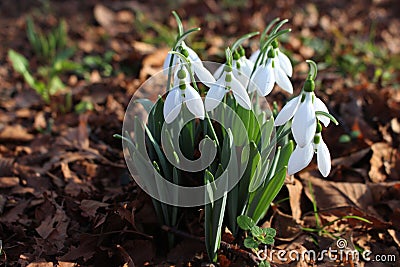 Snowdrops on the winter sun Stock Photo