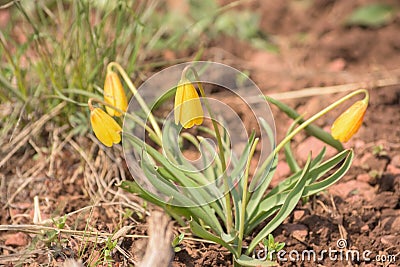 Yellow Bells Yellow-Orange Wildflowers (Fritillaria pudica) In Spring Stock Photo