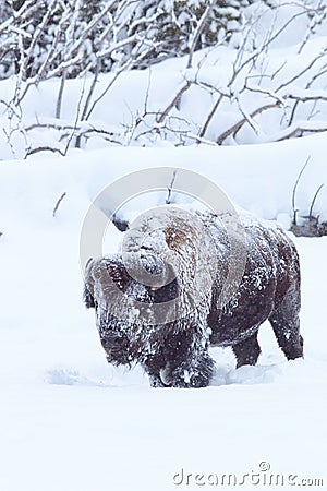 Snowed in Stock Photo