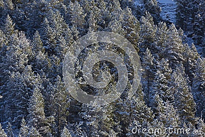 Snowed trees in Aragnouet, Hautes-Pyrenees Stock Photo