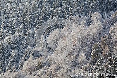 Snowed trees in Gorbea natural park Stock Photo