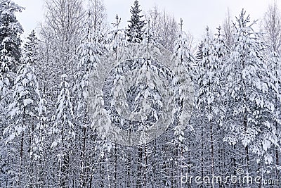 Snowfall Serenity: Capturing Winter's Tranquil Embrace Stock Photo
