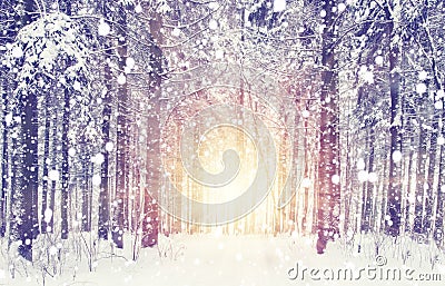 Snowfall in winter forest. Sunrise in frosty snowy forest. Christmas and New Year scene with snowflakes. Xmas background Stock Photo