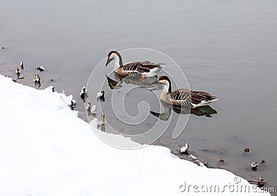 A pair of wild geese were taking a nap on the shore.. Stock Photo