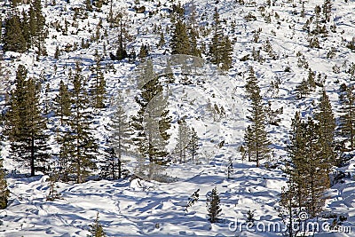 Snowfield Stock Photo