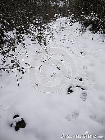 Snowfield nature forest Stock Photo