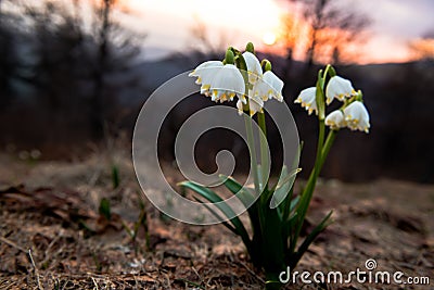 Snowflake (Leucojum vernum) in spring beech natural forest Stock Photo