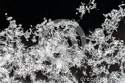 Snowflakes close-up on black background Stock Photo