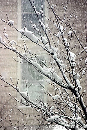 Snowing Stock Photo