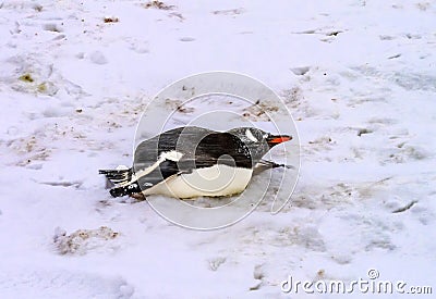 Snowing Gentoo Penguin Sliding Highway Mikkelsen Harbor Antarctica Stock Photo