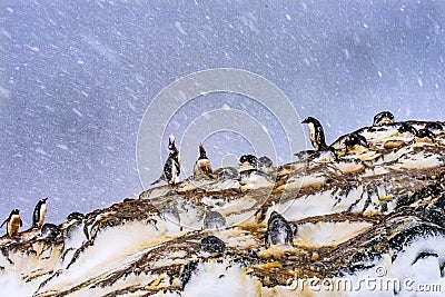 Snowing Gentoo Penguins Crying Rookery Mikkelsen Harbor Antarctica Stock Photo