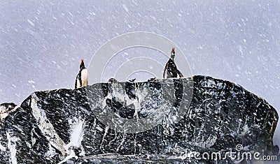 Snowing Gentoo Penguins Crying Rookery Mikkelsen Harbor Antarctica Stock Photo