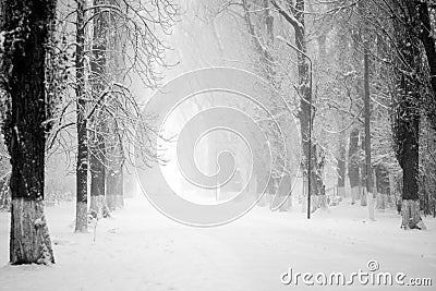 Snowing landscape in the park Stock Photo