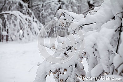 Snowing landscape in the park Stock Photo