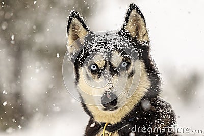 Wolf under powder Stock Photo