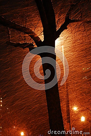 Snowing night Stock Photo