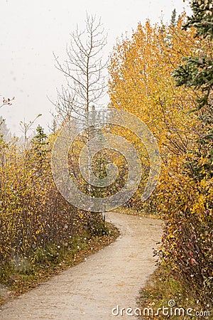 Snowing Policeman Creek Riverside Trail, Spring Creek Boardwalk. Canmore, Alberta, Canada. Stock Photo