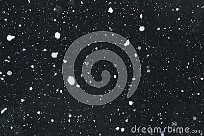 Snowing with snowflakes on black background Stock Photo