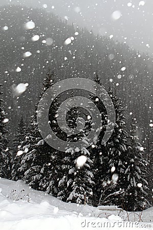 Snowing in winter Stock Photo