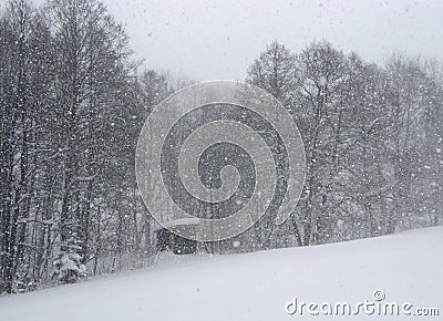 Snowing Stock Photo