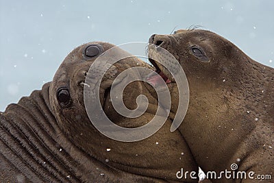 Snowing on Young Elephant Seals Stock Photo