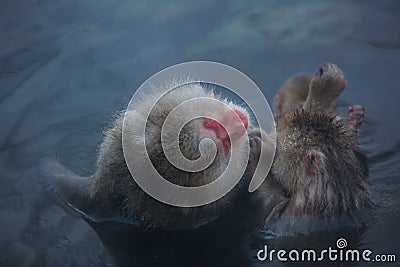 Snowmonkey, Snow Monkey in hot water at Jigokudani Onsen in Nagano, Japan. Stock Photo