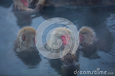 Snowmonkey, Snow Monkey in hot water at Jigokudani Onsen in Nagano, Japan. Stock Photo