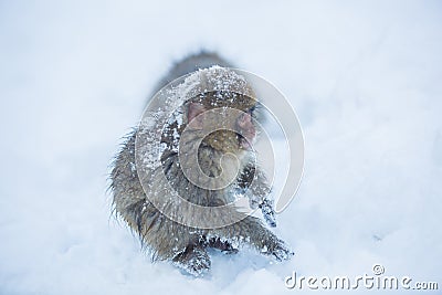 Snowmonkey, Snow Monkey on snow at Jigokudani Onsen in Nagano, J Stock Photo