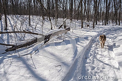 Snown scene with dog walking in a trail Stock Photo